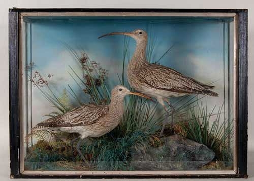 twojeffcurlew[1].JPG